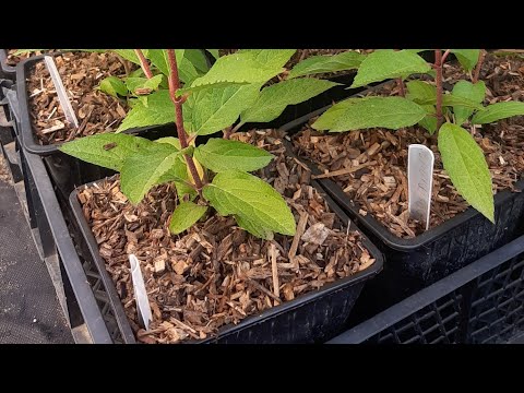 Видео: Работа с осмокотом.Мульчирование.09.06.25