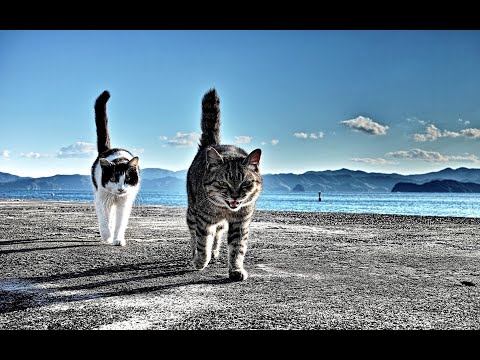 Видео: Большие Коты