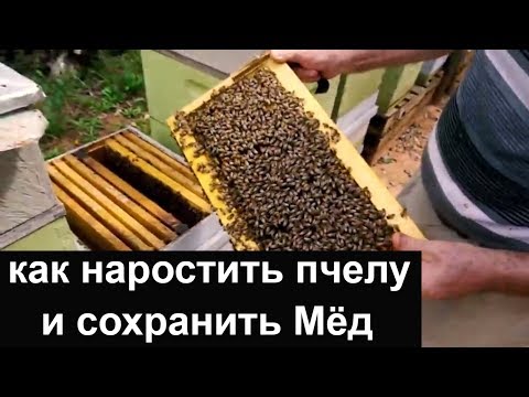 Видео: Пасека #63 Погоня за двумя зайцами или как нарастить пчелу и сохранить Мёд  Пасека.Пчеловодство