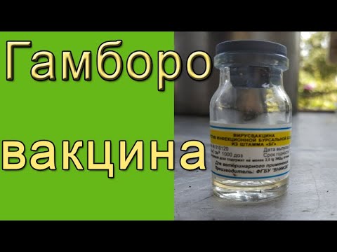 Видео: Гамборо вакцина | Как вакцинировать цыплят?