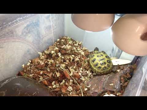Видео: Среднеазиатская черепаха дома. Завтрак Оливки. Спячка черепах: почему Оливка не будет спать зимой.