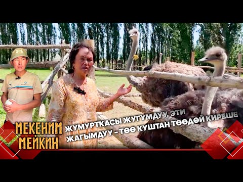 Видео: Базар-Коргон: Алп куш багуунун акыбети | МЕКЕНИМ МЕЙКИН