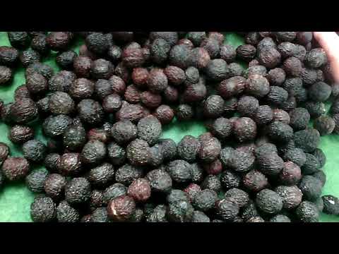 Видео: ЧЕРНЫЙ ОРЕХ!!!СТРАТИФИКАЦИЯ И ПОСАДКА