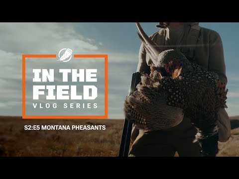 Видео: Дикие петухи в Монтане - Финальный подъем «В поле» С2. Э5.