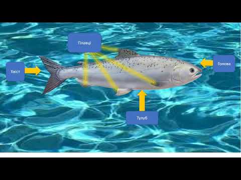 Видео: Я досліджую світ 2 клас   Мешканці водойм  Риби