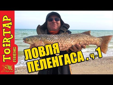 Видео: Ловля пеленгаса с берега на море .Секреты ловли пеленгаса
