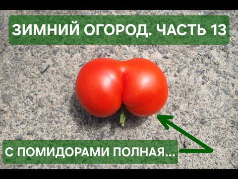 Видео: Зимний огород. Часть 13. Огурцы на "пять", а вот помидоры на "три с минусом"...