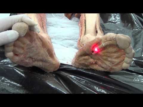 Видео: Строение подошвы