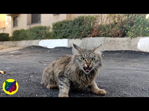 Видео: Она думала, что она грубая, но на самом деле она была милой.