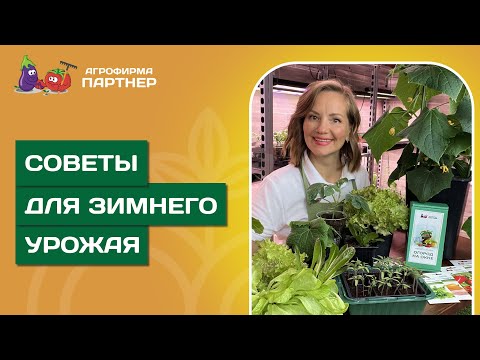Видео: ЗИМНИЙ ОГОРОД 2025 // Урожай огурцов, томатов и салатов в домашних условиях