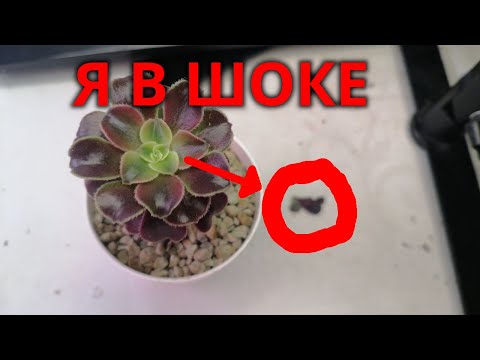Видео: Удивительные дела в коллекции суккулентов