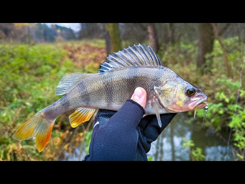 Видео: МИКРОДЖИГ снова СПАСАЕТ 👍 ТРУДОВАЯ РЫБАЛКА после ВЫСОКОЙ ВОДЫ / СПИННИНГ поздней ОСЕНЬЮ