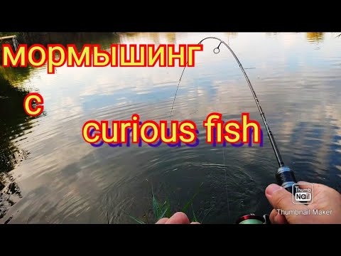 Видео: Мормышинг с приманками от curious fish.даже не думал что будет такой клёв 👍.3 октября.