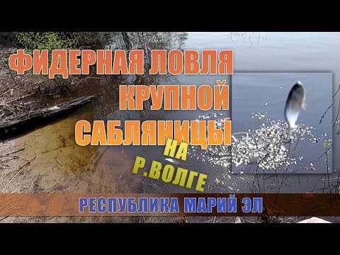 Видео: Пошла ЖАРА - чехонь на фидер! | Ловля чехони на фидер