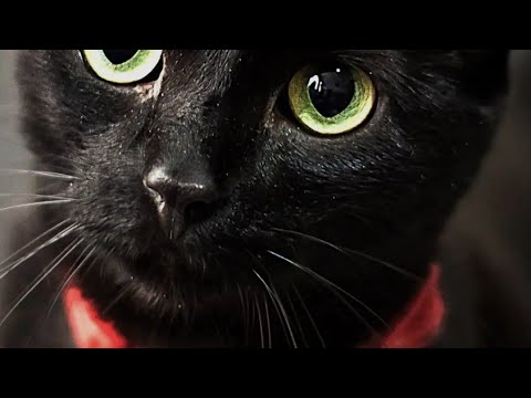 Видео: БЕСОВСКИЕ ЭПИДЕМИИ РЕГУЛЯРНО ПОРАЖАЮТ ЗЕМЛЮ⁉️С. Лозинский ч. 5