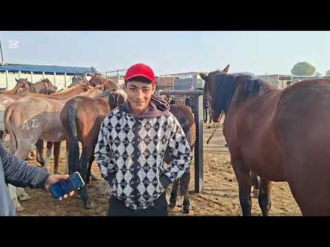 Видео: 10.11.25.Сарыағаш мал базарыЖылқылар,биелер,биелер құлынымен,аттар,құнандар,дөнендер,байталдар,құлын