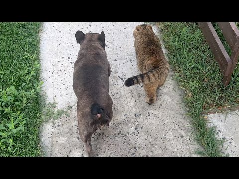 Видео: за сыночка МИМАСЫ передают дежурство