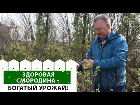Видео: Поспешите! Обработка смородины от болезней и вредителей.