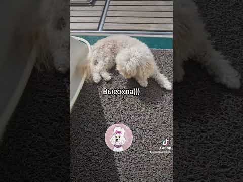 Видео: Мокрая и сухая - две разные собаки🙈 #собаканаяхте #жизньнаяхте #boatlife #sailinglife #yachtlife