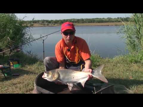 Видео: Ловля карпа и толстолобика фидером. О рыбалке всерьез. Выпуск 319 HD