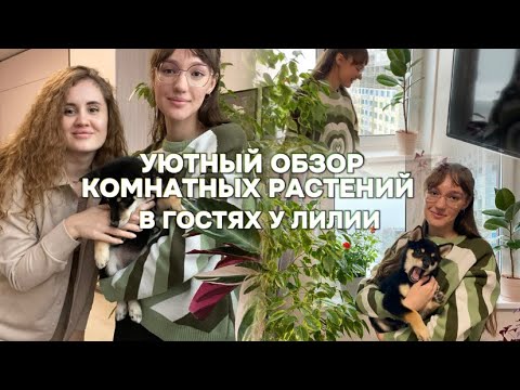 Видео: Уютный обзор комнатных растений в гостях у Лилии