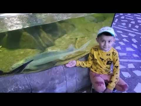 Видео: Алуштинский аквариум