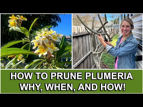 Видео: Как обрезать плюмерию: зачем, когда и как ✂ 🌸