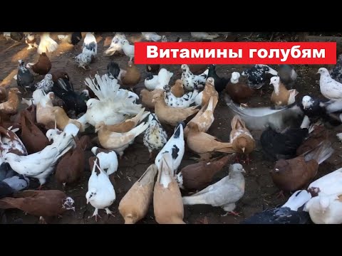 Видео: Осень , боремся с сыростью в голубятне.