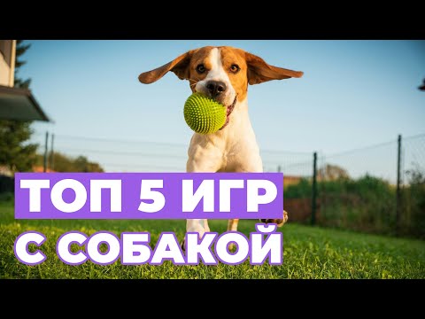 Видео: ИГРЫ НА УЛИЦЕ, которые обожают ЩЕНКИ и ВЗРОСЛЫЕ собаки