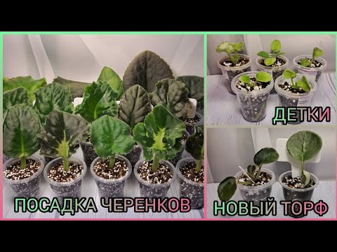 Видео: Посадка черенков. Отсадка и рассадка деток фиалок.