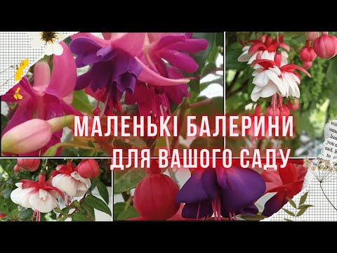 Видео: ФУКСІЯ - чарівна рослина для затінених місць! Нюанси вирощування фуксій, варіанти зберігання взимку