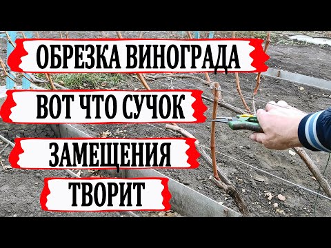 Видео: 🍇 Вот КАК работает СУЧОК ЗАМЕЩЕНИЯ при ОБРЕЗКЕ ВИНОГРАДА. Полная обрезка 2х кустов за 15 минут.