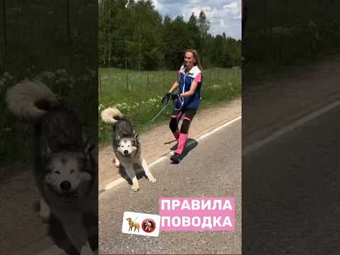 Видео: Натянутый поводок 🚷 #собака #дрессировка #собаки #кинолог #поводок #танец #животные #любовь