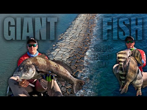 Видео: ЗДЕСЬ ОБИТАЮТ ГИГАНТСКИЕ РЫБЫ! | Безумие в заливе Корпус-Кристи!