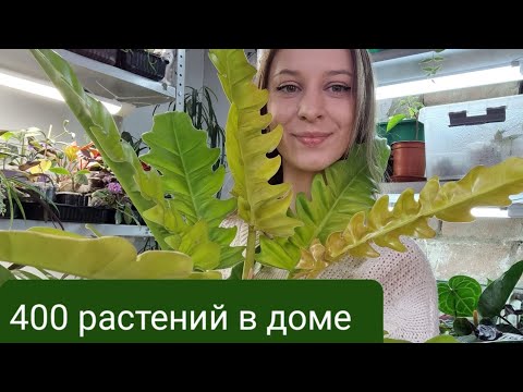 Видео: Комнатные растения. Обзор декабрь 2022