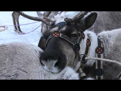 Видео: Олени "Нехочухи".День оленевода п.Иенгра, Южная Якутия 2023