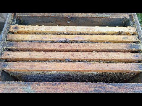 Видео: Переглядаю підозрілі сімейки