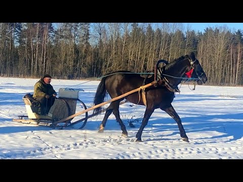 Видео: Катание на санях🐎/Масленица/Провожаем зиму/Farmhouse Rimši🏡