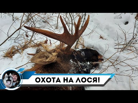 Видео: ОХОТА С ЛАЙКАМИ НА ЛОСЯ !ФИЛЬМ СКВОЗЬ ВЕСЬ СЕЗОН!!!