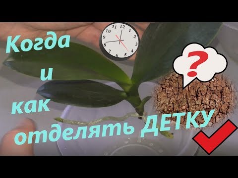 Видео: Орхидея дала потомство, время перерезать пуповину.  Снимаю детку с пня материнского растения.