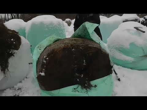 Видео: Что лучше Сено или Сенаж?Решайте сами!Сезон 2020г