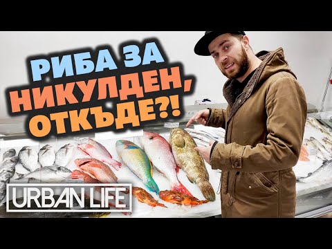 Видео: Най-добрите места за прясна и вкусна РИБА