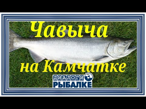 Видео: Диалоги о рыбалке -  095 / Чавыча