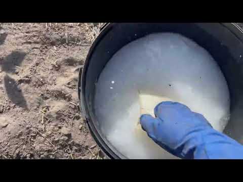 Видео: МІНІМУМ ПРИ ПОСАДЦІ ЛОХИНИ. БОНУС ~ ГРИБИ.