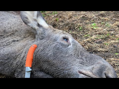 Видео: Загонная охота в Беларуси, добыли пару лосей и косуль. #охота #hunting #загоннаяохота #охотаналося 