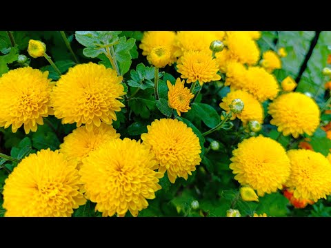 Видео: @NestorkaOlenkivna Вересень у квітнику