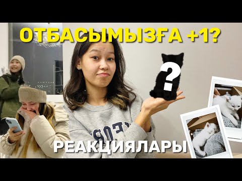 Видео: ОТБАСЫМЫЗҒА +1?😻 Үйдегілердің РЕАКЦИЯСЫ🤯 / Алия Мерей