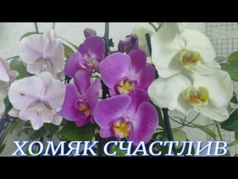 Видео: №938/  ОХ и НАКУПИЛА!!! ХОМЯК счастлив.