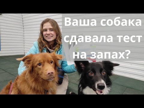 Видео: Собака ищет по команде?? Как проверить? Тестирование по ноузворк РАНВ и РКФ. Как записаться? Казань