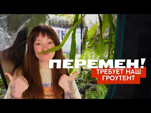 Видео: гроубокс / гроутент для АНТУРИУМОВ и прочих растений